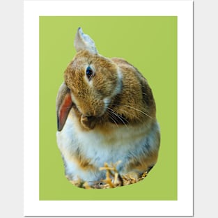 Wash and Brush up Rabbit Posters and Art